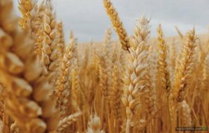 колосья пшеницы в поле