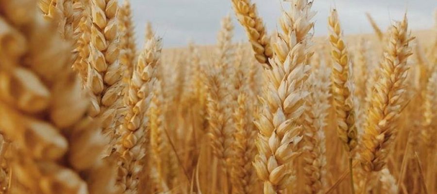 колосья пшеницы в поле